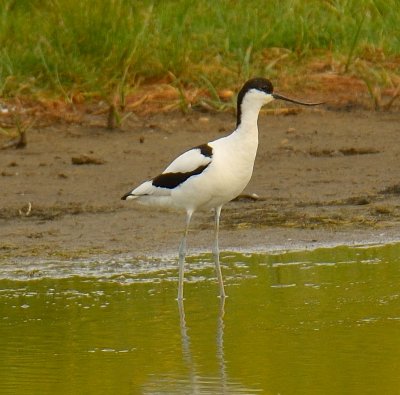 Avocet 