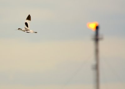 Avocet 