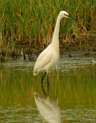 Little Egret 