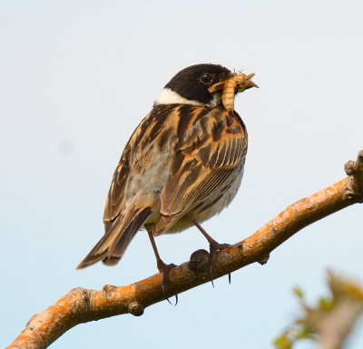 Reed Bunting 