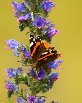 Red Admiral 