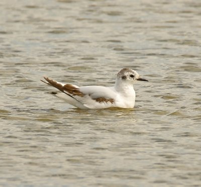 Little Gull 