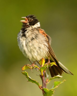 Reed Bunting 