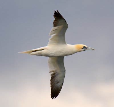 Gannet