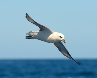 Fulmar