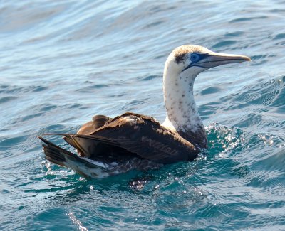 Gannet