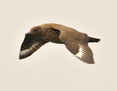 Great Skua