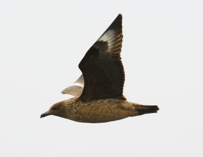 Great Skua