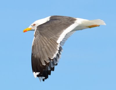 LESSER-BLACK BACKED GULL