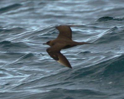 Arctic Skua