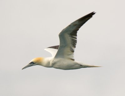 Gannet