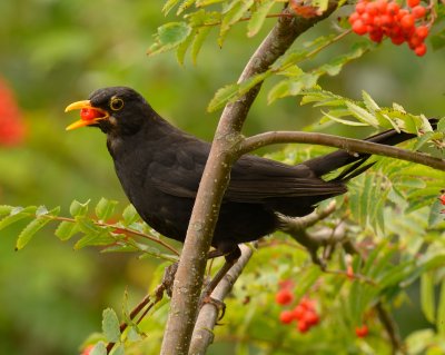 Blackbird 