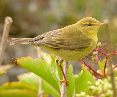 Willow Warbler 