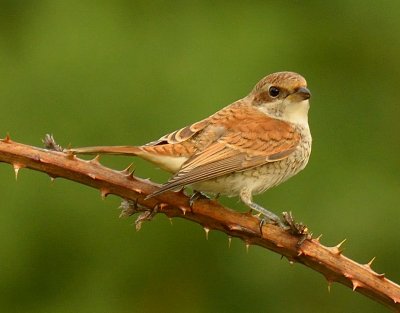 Red-backed Shrike 