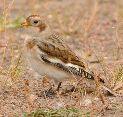 Snow Bunting 