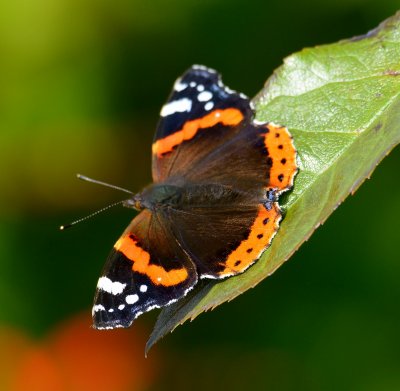 Red Admiral 