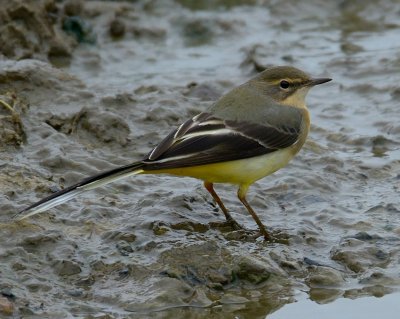 Grey Wagtail 