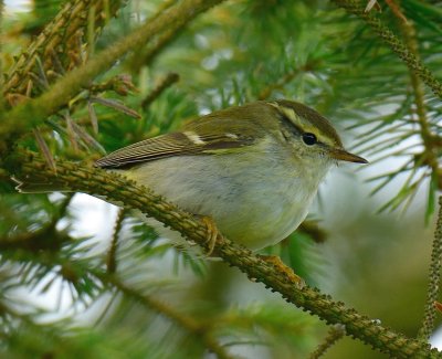 Yellow-browed Warbler 