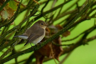 Red-breasted Flycatcher 