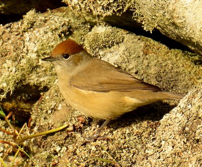 Blackcap 