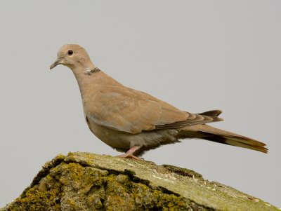 Collared Dove 