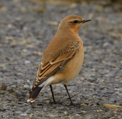 Wheatear 