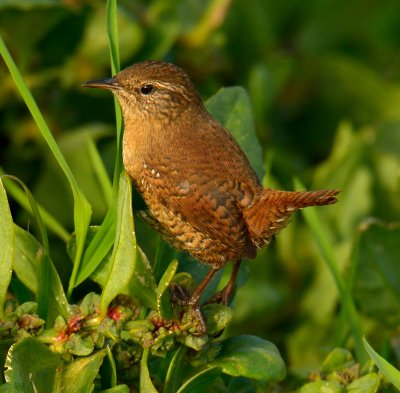 Wren 