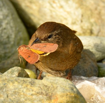 Wren 