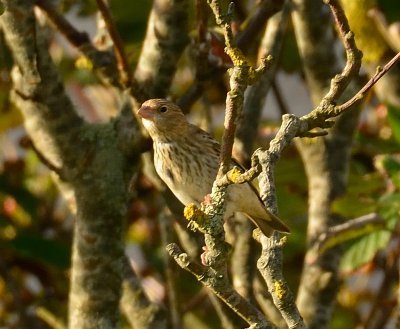 Common Rosefinch 