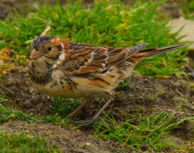 Lapland Bunting 