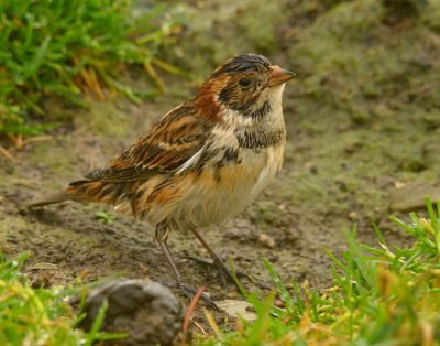 Lapland Bunting 