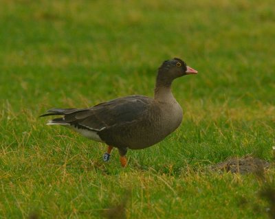 Lesser-White fronted Goose 