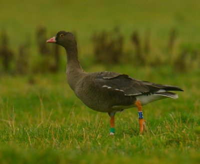 Lesser-White fronted Goose 