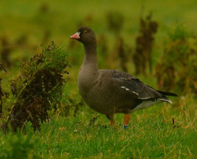 Lesser-White fronted Goose 