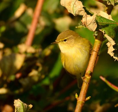 Chiffchaff 