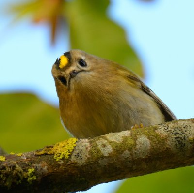 Goldcrest 