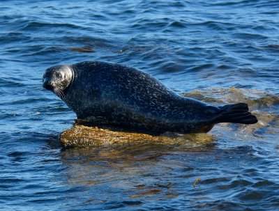 Grey Seal 