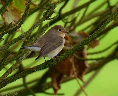 Red-breasted Flycatcher