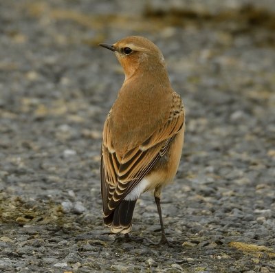 Wheatear 