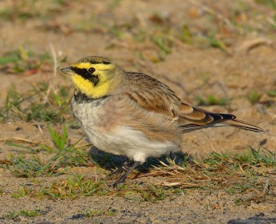 Shorelark 