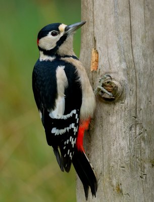 Great-spotted Woodpecker 