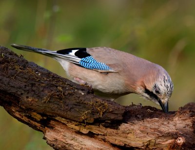 Jay 