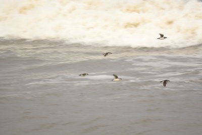 Little Auk 