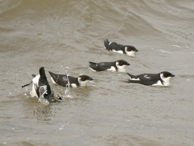 Little Auk 