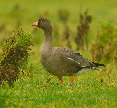 LESSER-WHITE FRONTED GOOSE