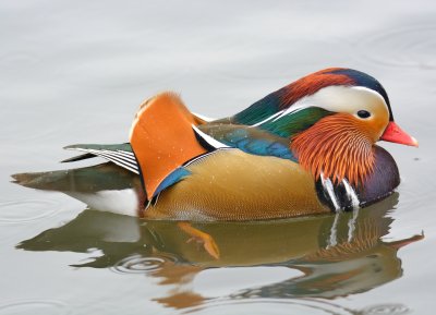 Mandarin 