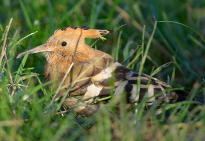 Hoopoe 