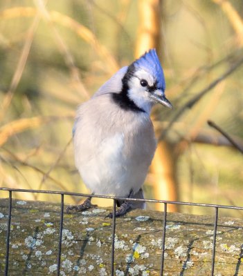 Blue Jay
