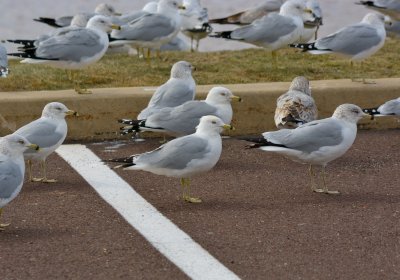 Ring-billed Gulls