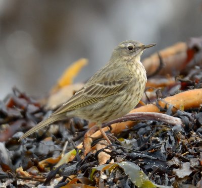 Rock Pipit  